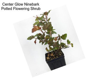 Center Glow Ninebark Potted Flowering Shrub