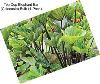 Tea Cup Elephant Ear (Colocasia) Bulb (1-Pack)