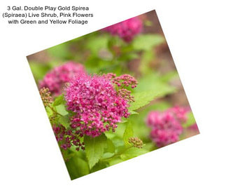 3 Gal. Double Play Gold Spirea (Spiraea) Live Shrub, Pink Flowers with Green and Yellow Foliage