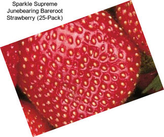 Sparkle Supreme Junebearing Bareroot Strawberry (25-Pack)