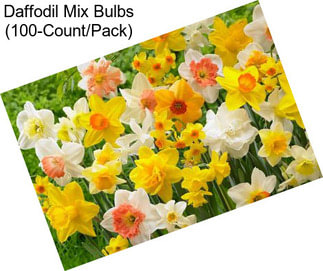 Daffodil Mix Bulbs (100-Count/Pack)
