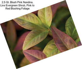 2.5 Qt. Blush Pink Nandina, Live Evergreen Shrub, Pink to Red Blushing Foliage