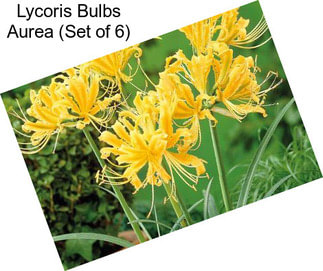 Lycoris Bulbs Aurea (Set of 6)