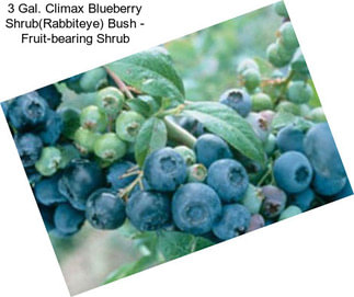 3 Gal. Climax Blueberry Shrub(Rabbiteye) Bush - Fruit-bearing Shrub