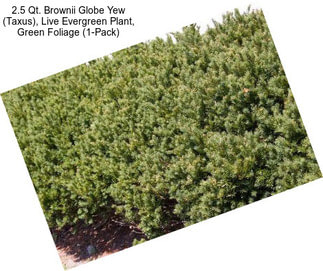 2.5 Qt. Brownii Globe Yew (Taxus), Live Evergreen Plant, Green Foliage (1-Pack)