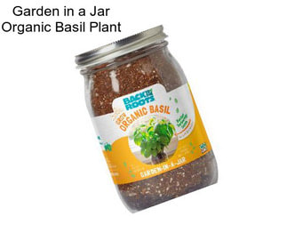 Garden in a Jar Organic Basil Plant