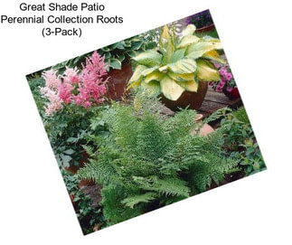 Great Shade Patio Perennial Collection Roots (3-Pack)