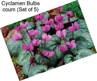 Cyclamen Bulbs coum (Set of 5)