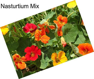 Nasturtium Mix