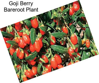 Goji Berry Bareroot Plant