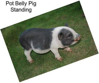Pot Belly Pig Standing