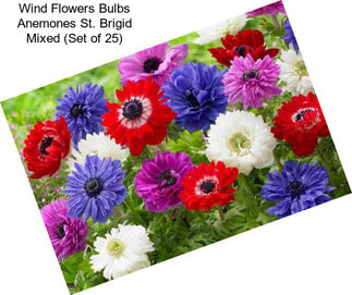 Wind Flowers Bulbs Anemones St. Brigid Mixed (Set of 25)