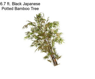 6.7 ft. Black Japanese Potted Bamboo Tree