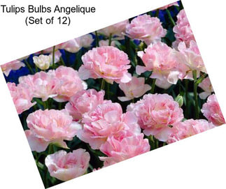 Tulips Bulbs Angelique (Set of 12)