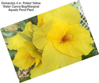 Givhandys 4 in. Potted Yellow Water Canna Bog/Marginal Aquatic Pond Plant