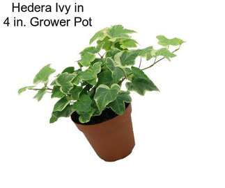 Hedera Ivy in 4 in. Grower Pot