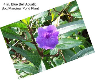 4 in. Blue Bell Aquatic Bog/Marginal Pond Plant