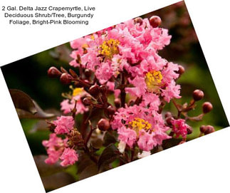 2 Gal. Delta Jazz Crapemyrtle, Live Deciduous Shrub/Tree, Burgundy Foliage, Bright-Pink Blooming