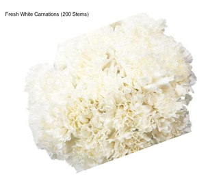 Fresh White Carnations (200 Stems)