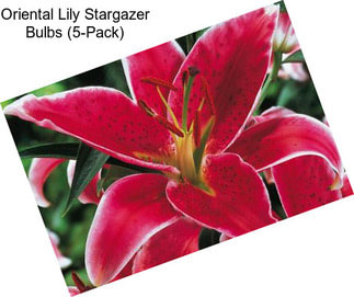 Oriental Lily Stargazer Bulbs (5-Pack)