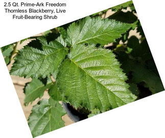 2.5 Qt. Prime-Ark Freedom Thornless Blackberry, Live Fruit-Bearing Shrub