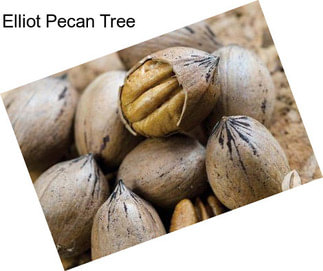 Elliot Pecan Tree