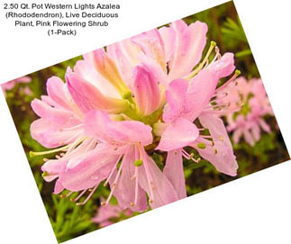 2.50 Qt. Pot Western Lights Azalea (Rhododendron), Live Deciduous Plant, Pink Flowering Shrub (1-Pack)