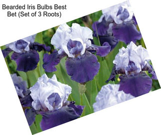 Bearded Iris Bulbs Best Bet (Set of 3 Roots)