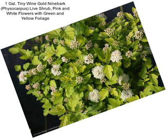 1 Gal. Tiny Wine Gold Ninebark (Physocarpus) Live Shrub, Pink and White Flowers with Green and Yellow Foliage