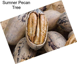 Sumner Pecan Tree