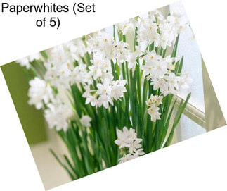 Paperwhites (Set of 5)