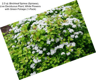 2.5 qt. Birchleaf Spirea (Spiraea), Live Deciduous Plant, White Flowers with Green Foliage (1-Pack)