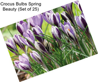 Crocus Bulbs Spring Beauty (Set of 25)