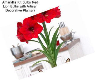 Amaryllis Kit Bulbs Red Lion Bulbs with Artisan Decorative Planter)