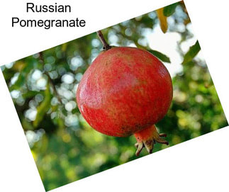 Russian Pomegranate