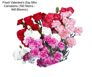 Fresh Valentine\'s Day Mini Carnations (160 Stems - 640 Blooms)