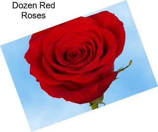 Dozen Red Roses