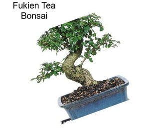 Fukien Tea Bonsai