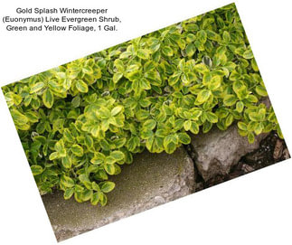 Gold Splash Wintercreeper (Euonymus) Live Evergreen Shrub, Green and Yellow Foliage, 1 Gal.