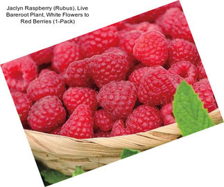 Jaclyn Raspberry (Rubus), Live Bareroot Plant, White Flowers to Red Berries (1-Pack)