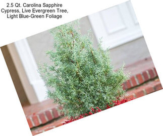 2.5 Qt. Carolina Sapphire Cypress, Live Evergreen Tree, Light Blue-Green Foliage