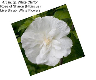 4.5 in. qt. White Chiffon Rose of Sharon (Hibiscus) Live Shrub, White Flowers