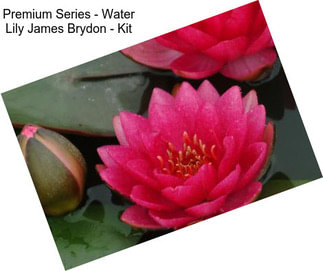 Premium Series - Water Lily James Brydon - Kit