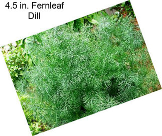 4.5 in. Fernleaf Dill