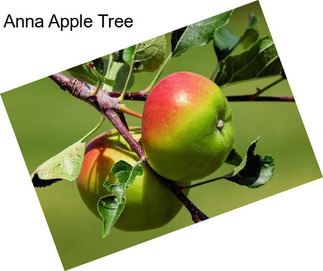 Anna Apple Tree