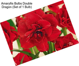 Amaryllis Bulbs Double Dragon (Set of 1 Bulb)