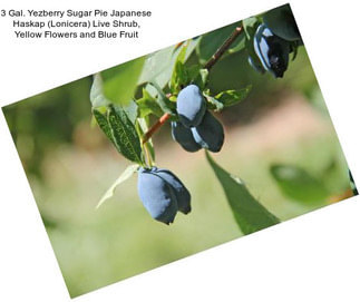 3 Gal. Yezberry Sugar Pie Japanese Haskap (Lonicera) Live Shrub, Yellow Flowers and Blue Fruit