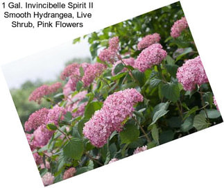 1 Gal. Invincibelle Spirit II Smooth Hydrangea, Live Shrub, Pink Flowers