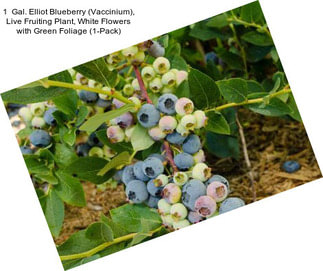 1  Gal. Elliot Blueberry (Vaccinium), Live Fruiting Plant, White Flowers with Green Foliage (1-Pack)