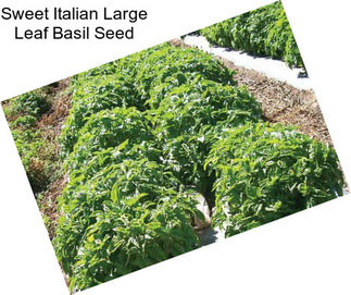 Sweet Italian Large Leaf Basil Seed